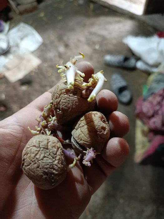 Картошка уруглик