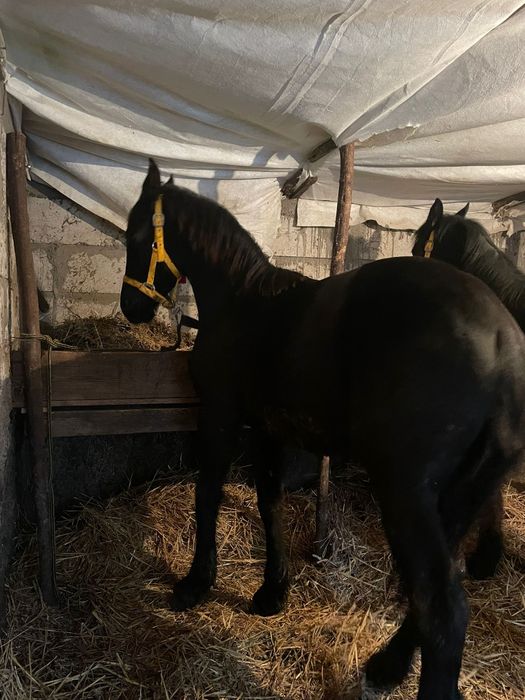 Vând mânză și mânz friz