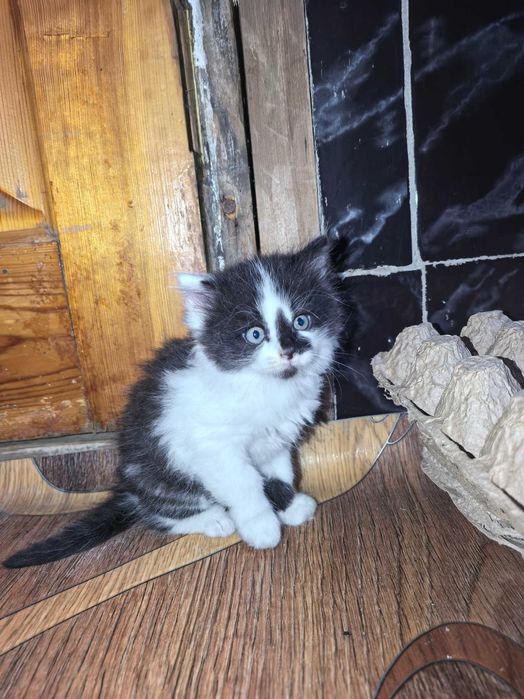 Отдам в добрые руки котёнка