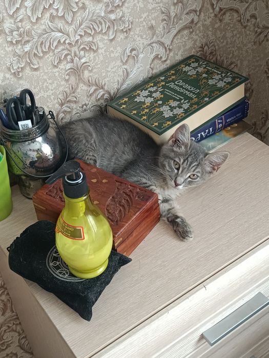 Котенок ищет дом Астана