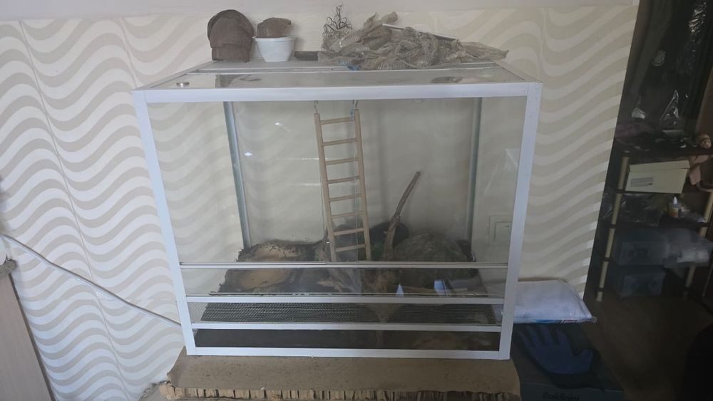 Продам Змею. Полоз