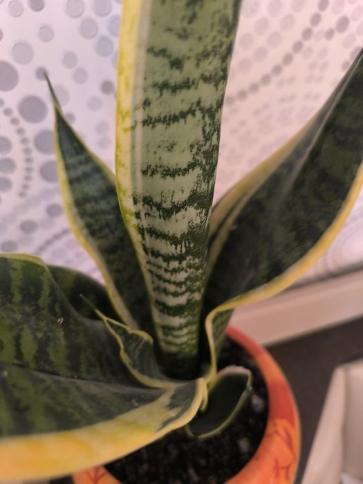 Продам сансиеверию