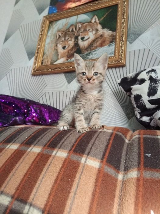 Одам котёнка в добрые руки мальчик