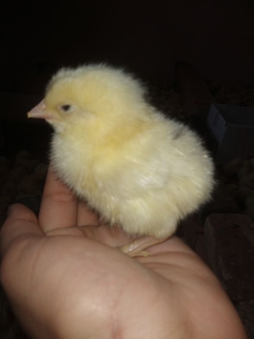 Тендир бройлер жужалари