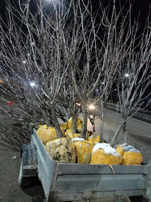 Саженцы  7-8летных