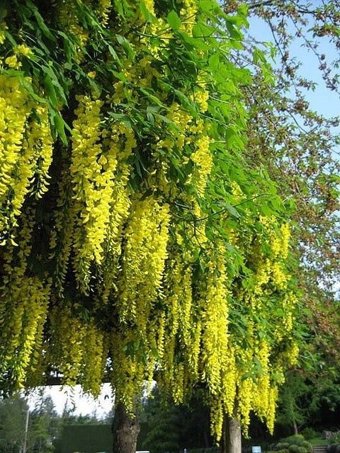 Wisteria (Glicina Galbena)