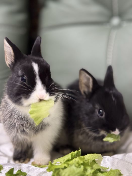 Ручнык кролики мини