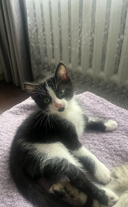 Отдам котят в добрые руки