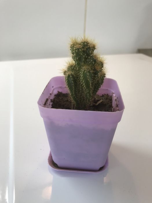 Продам кактусы. Большой выбор!