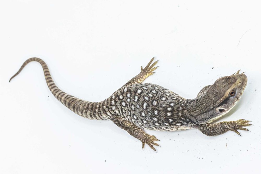 Monitor de Savana (Varanus Exanthematicus) pui
