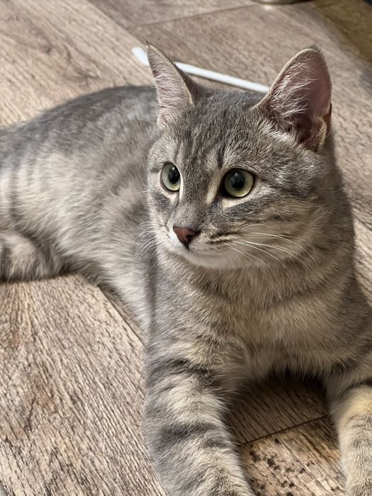 Мысык кошка 6 мес