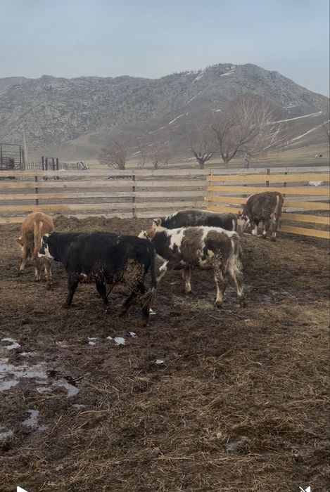 Быки 1,2-1,3 год