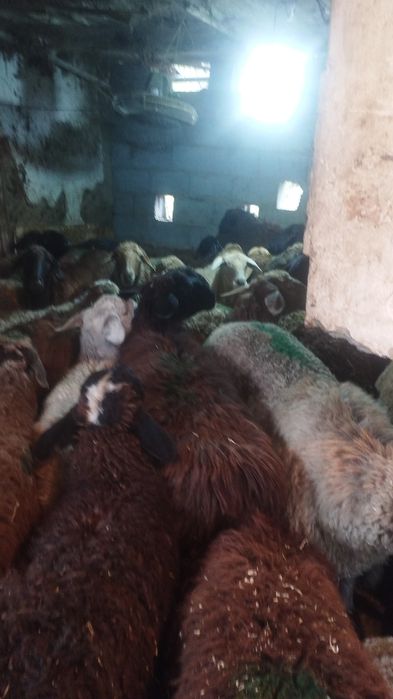 Бараны барашки токтушки