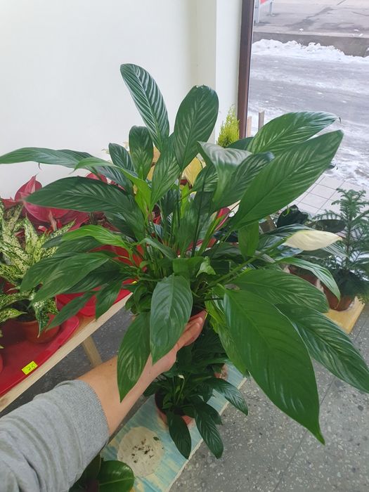 Spantifilium Спантифилиум женская счастья