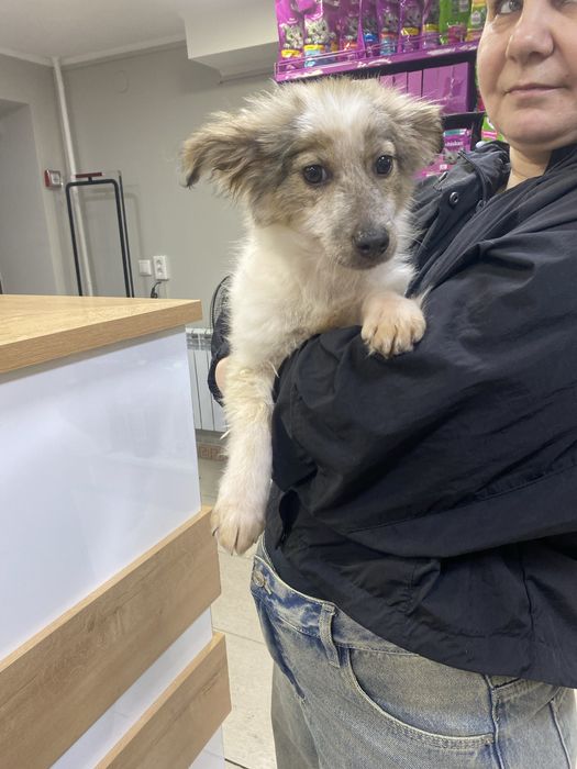 Щенята в добрые руки