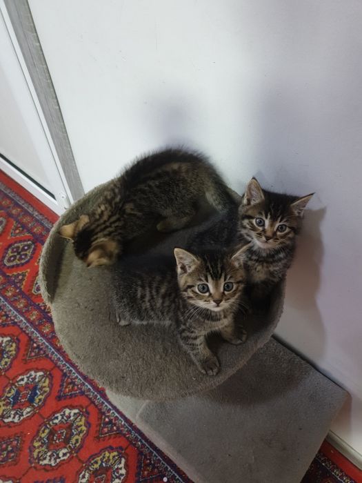 Отдам кошку с котятами