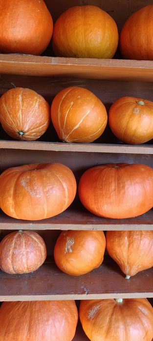 Продам тыквы очень вкусные
