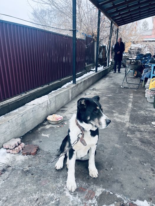 Азиятский Алабай