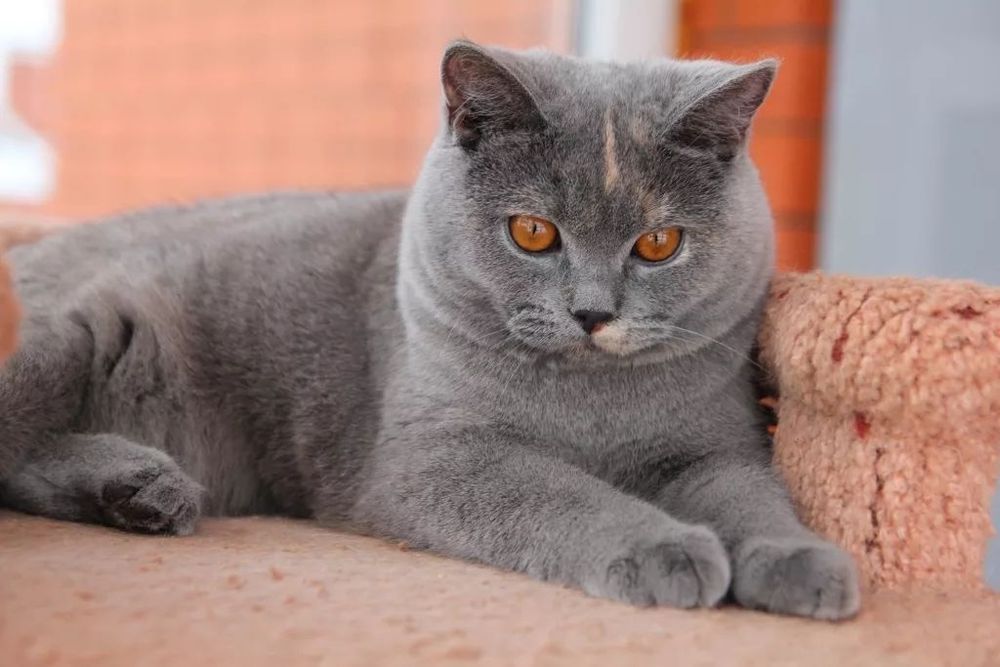 Британский котик