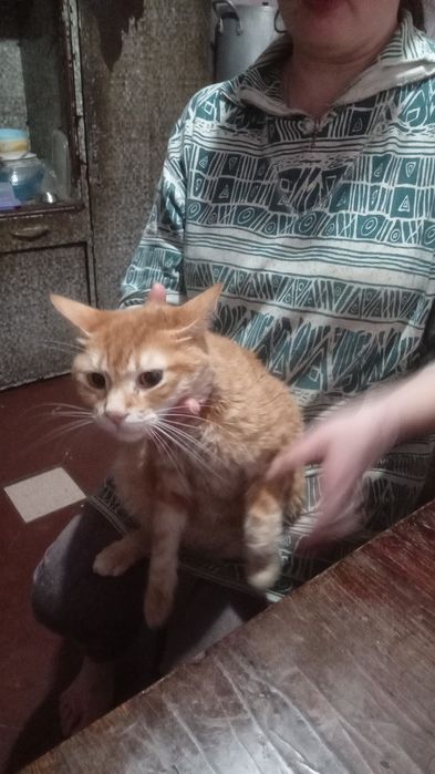 Отдам кошку в добрые руки