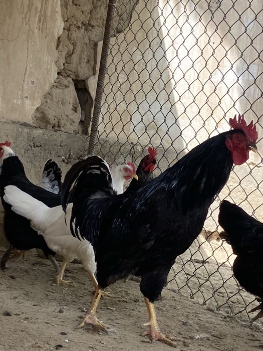 Тауықтар сатылады