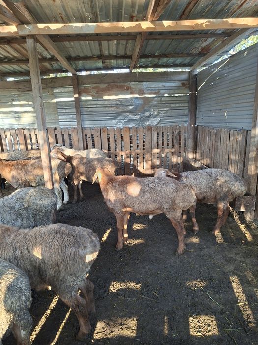 Бараны и овцы в продаже