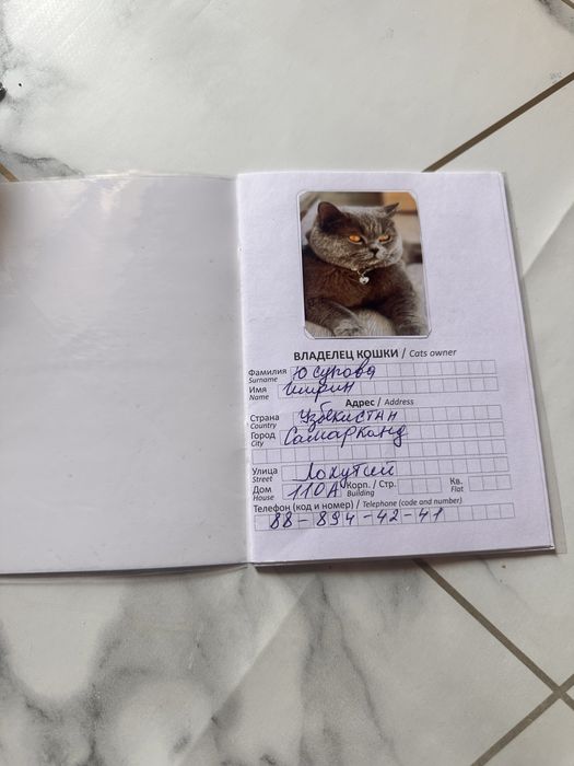 Вязка Скотиш Страйт