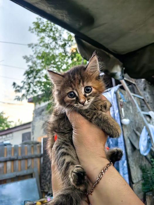 Котята в добрые руки бесплатно