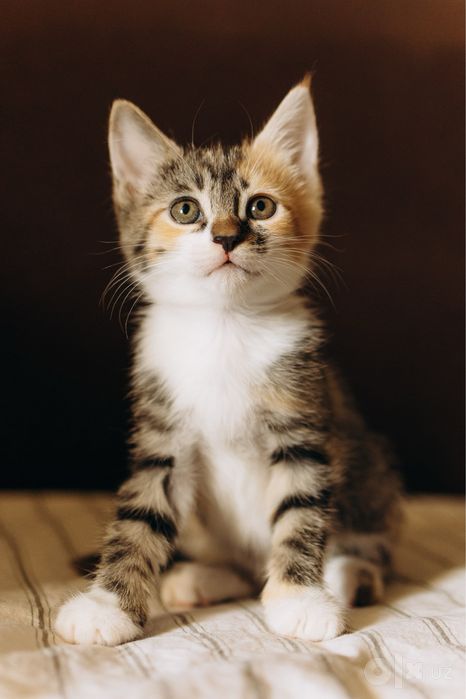 Пристраиваем котят
