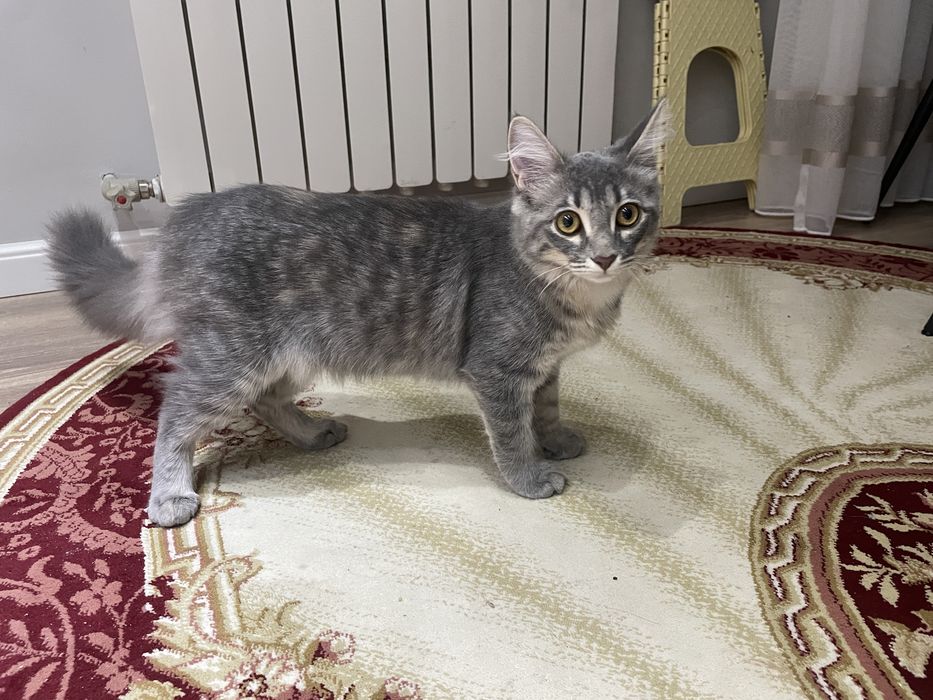 Отдам котенка в хорошее руки