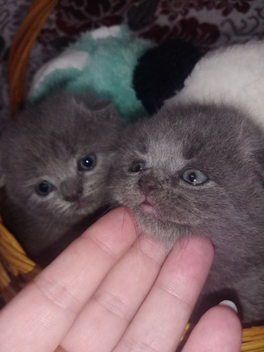 Продаётся Скоттиш Страйт и Скоттиш Фолд