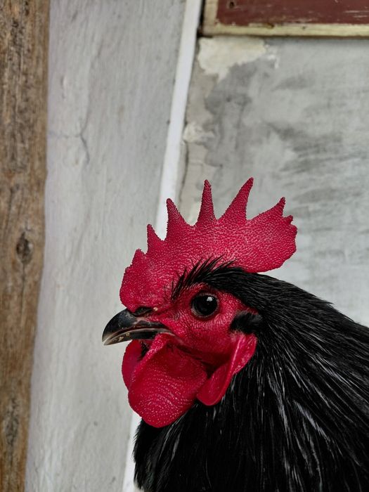 Cocosi australorp