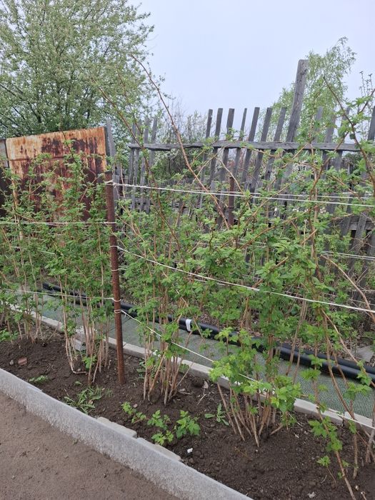 Малина Полька 300