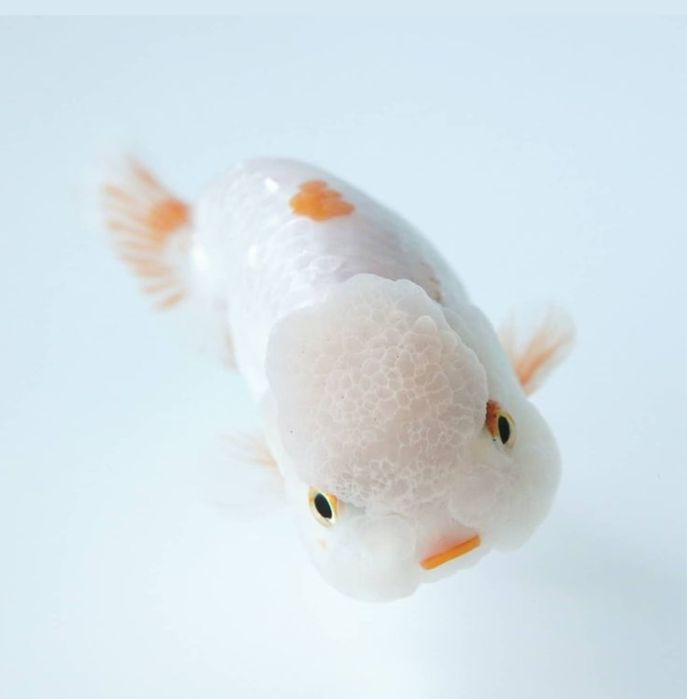 Золотые рыбки Жемчужены Оранда Телескоп Оранда Красная шапочка