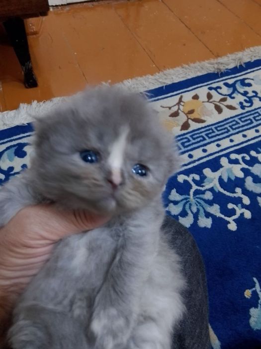 Продам котят породы манчкин