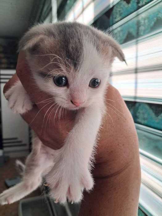 Scottish Fold котята чистые 4 малчика