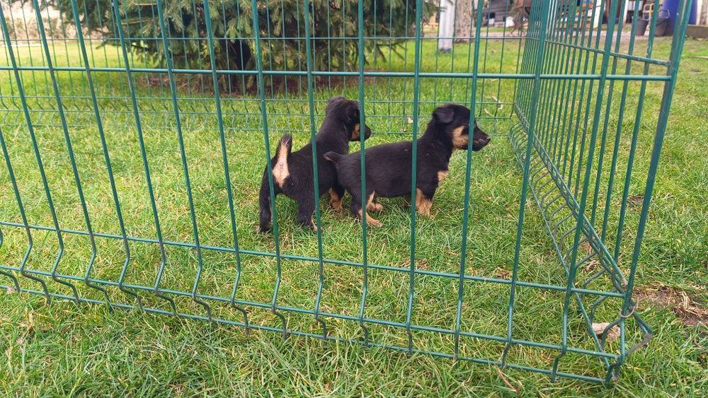 Джак Ръсел териер