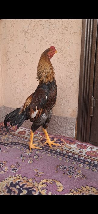 Дакан, Шамо. Шөже