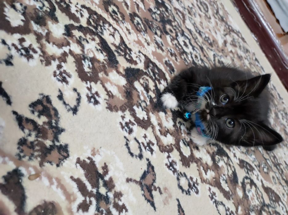 Котенок девочка. Умная, обучаемая, добрая, игривая!
