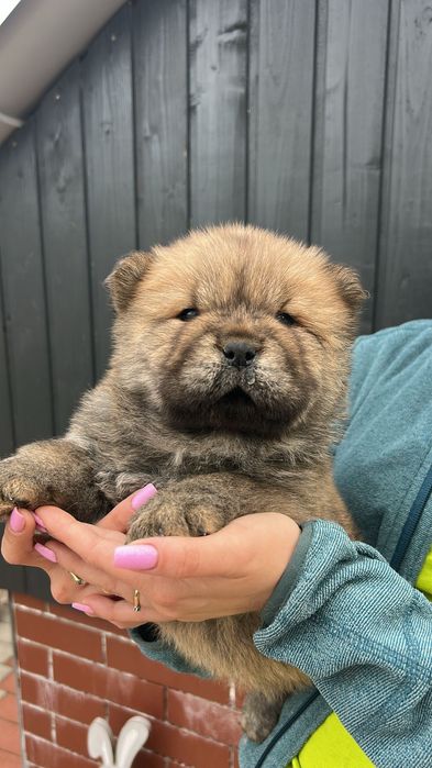 Chow chow cățel