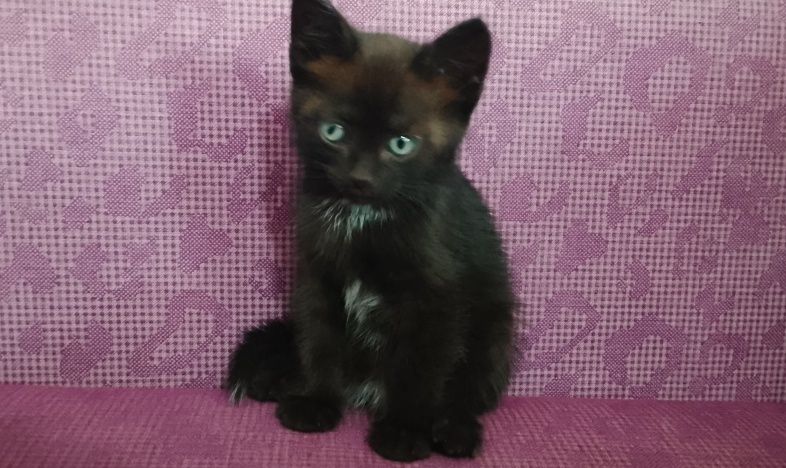 Котёнок Уеуе, девочка