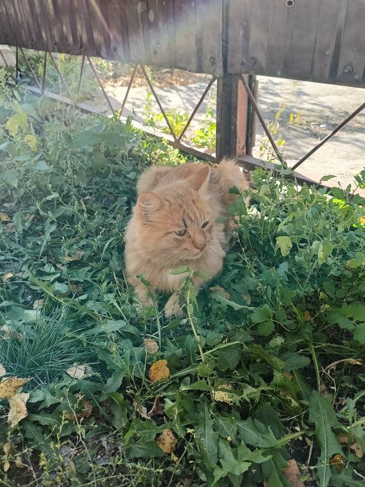 Молодой кот в добрые руки