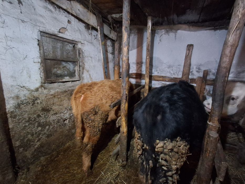 Продам быков годовалые