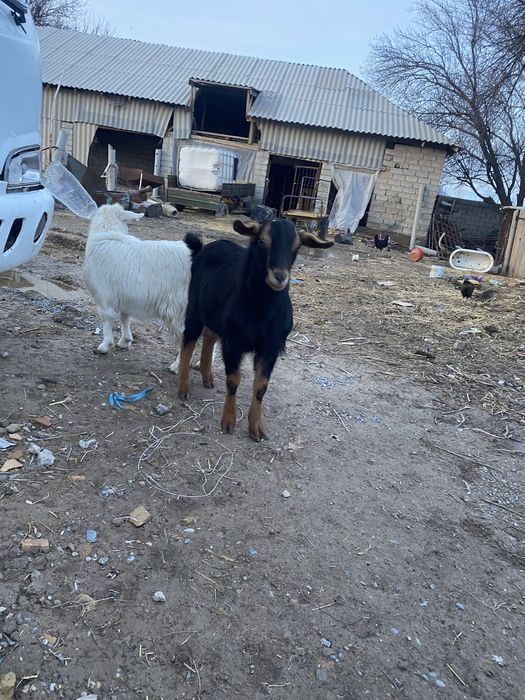 Теке лақ сатылады