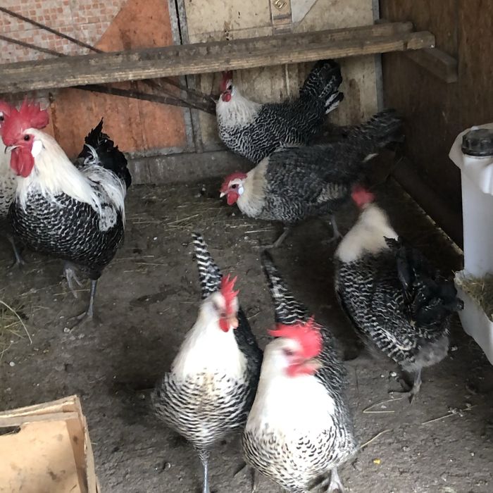 Vand oua din rasele:Brakel argintiu,auriu,lemon si La Bresse.