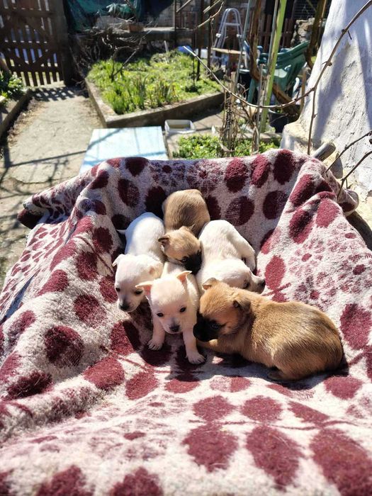 Продавам кученца чихуахуа