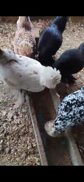 Карликовые куры яйца