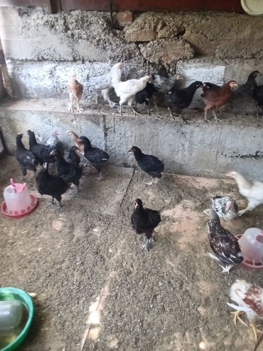 Цыплята домашние