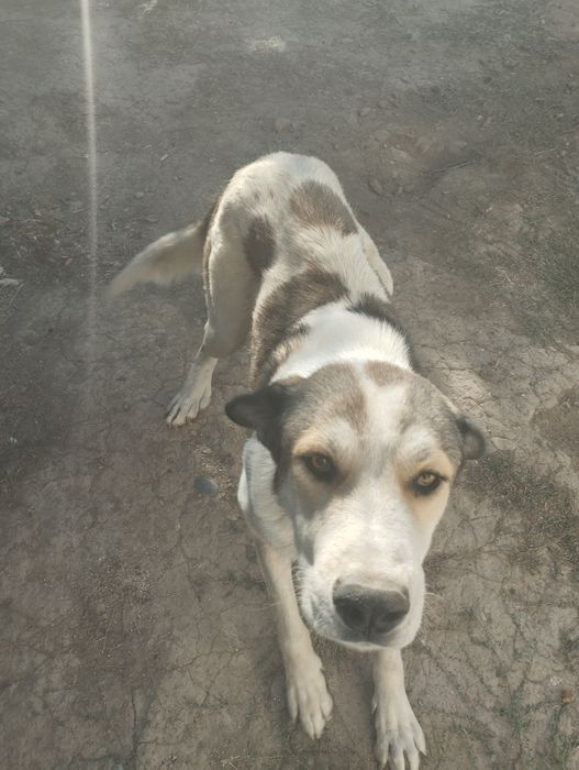 Ит бар алып кетсеңіздер болды