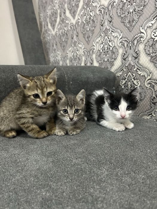 Котенок бесплатно